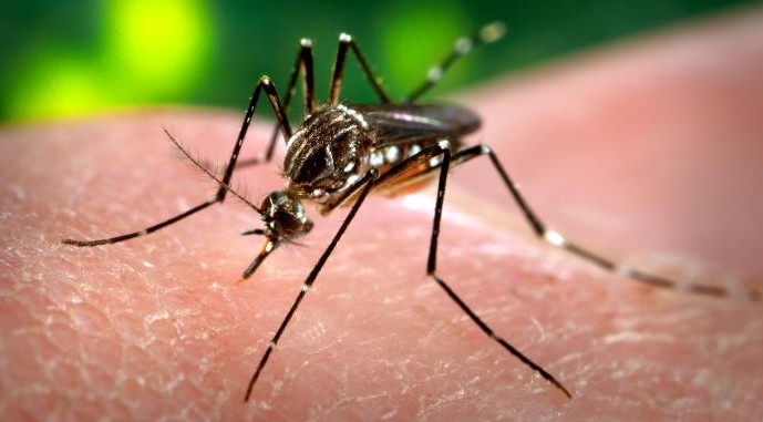 El mosquito Aedes aegypti transmite varias enfermedades.