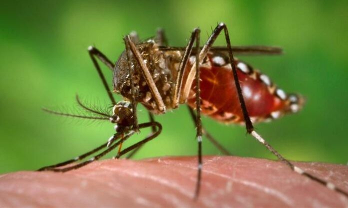 El mosquito aedes aegypti es responsable de transmitir peligrosas enfermedades como el dengue, el chikungunya y el zika.