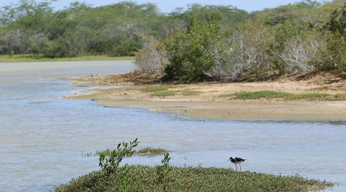 Refugio Nacional de Vida Silvestre de Cabo Rojo. (Voces del Sur)