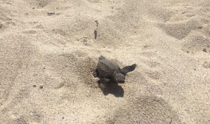 Una de las tortugas que nació esta mañana en Playa Sucia, Cabo Rojo. (Facebook / Departamento de Recursos Naturales y Ambientales)