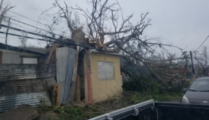 Un árbol derribado por el huracán María provocó daños a una estructura ubicada en la carretera PR-149 en Juana Díaz.