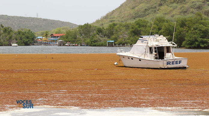 Sargazo acumulado en la parte de la bahía de Guánica que se observa desde la carretera PR-325 en Guaypao. (Voces del Sur)