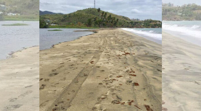 Marcas de las gomas de un vehículo de motor pesado que impactó nidos de tinglares en la Playa California de Maunabo. (Suministrada / Amigos de las tortugas marinas)