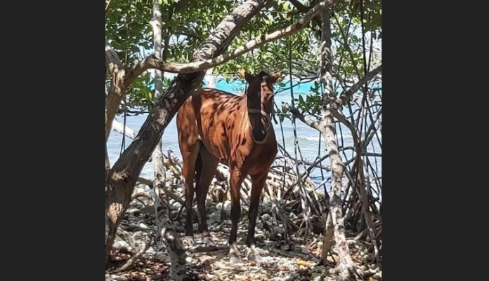 Las autoridades rescataron a una yegua que llegó hasta el cayo Caracoles en la costa de Lajas. (Instagram/GotoParguera)