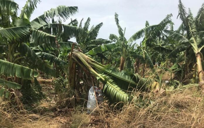 Los sectores que sufrieron el mayor impacto fueron aquellos dedicados a las siembras de plátanos y papayas. (Departamento de Agricultura)