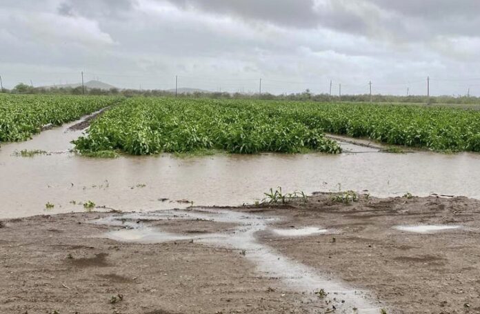 Cultivos en Salinas afectados por el paso de la tormenta tropical Laura. (Suministrada)
