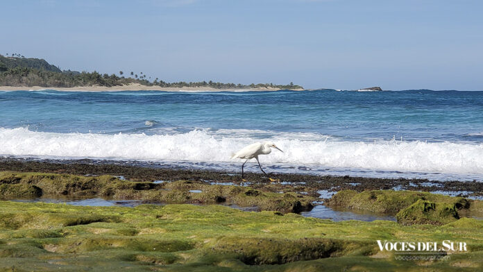El área costera de Puerto Rico alberga una gran diversidad de fauna. (Voces del Sur/Pedro A. Menéndez Sanabria)