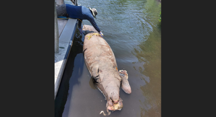 Personal técnico de la Reserva Nacional Bahía de Jobos encontró el cuerpo sin vida de una manatí de casi ocho pies de largo en la costa de Salinas. (Suministrada)