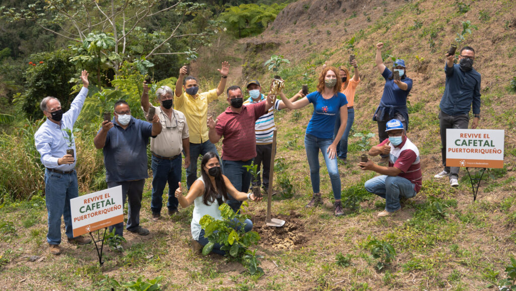 Hispanic Federation ha distribuido un millón de árboles de café por medio de la iniciativa Revive el cafetal puertorriqueño. (Suministrada)