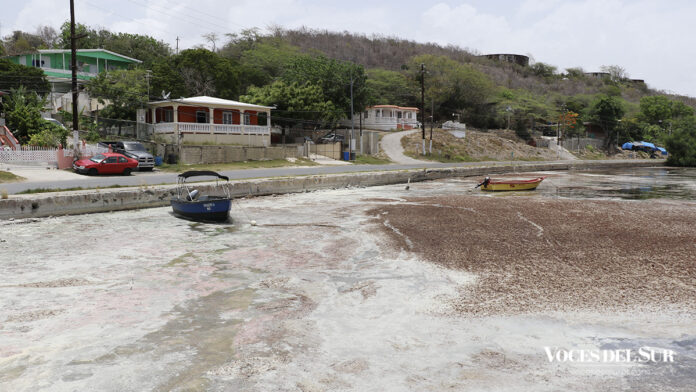 Acumulacion de sargazo en la bahía de Guaypao en Guánica. (Voces del Sur/Pedro A. Menéndez Sanabria)